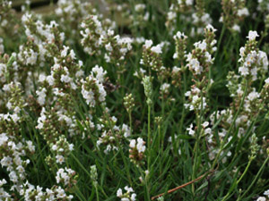 Vivers Càrex - Lavandula angustifolia 'Ellagance Snow'